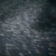 Underwater view of many small fish